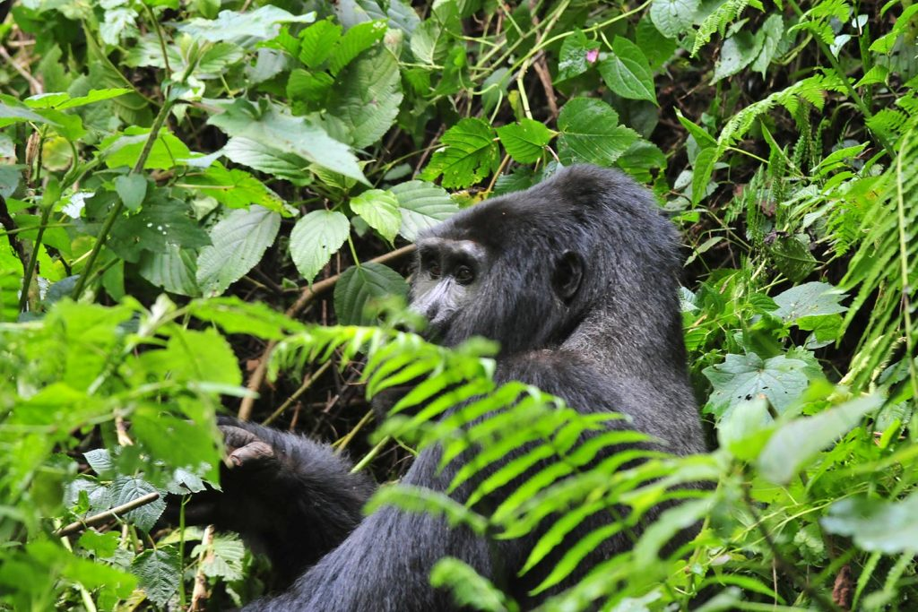 Indulge in some adventurous gorilla trekking and safari in the depths of Uganda