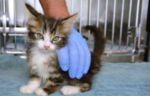 Tips for taking good care of your kitten