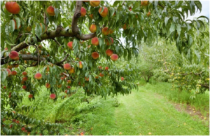 fruit trees for sale