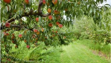 fruit trees for sale