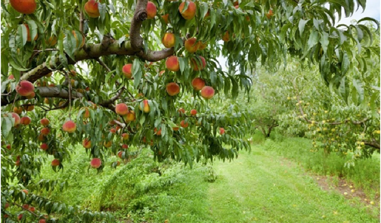 fruit trees for sale