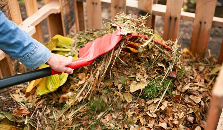 Caring for Your Garden Trees