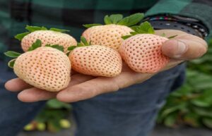buy fruit trees